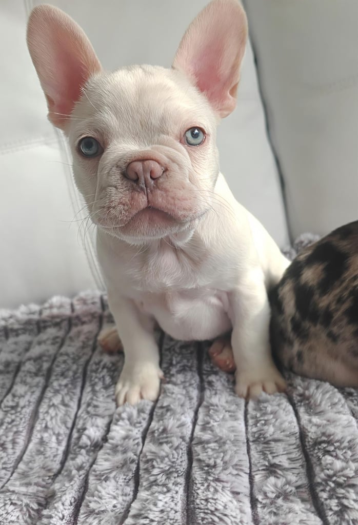 LAST ONE!! PRICE DROP !!PLATINUM MALE Chocolate merle and lilac fluffy carriers french bulldog