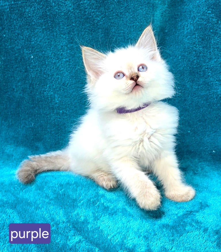 ADORABLE GCCF REG GRAND CHAMPION LINE RAGDOLL KITTENS