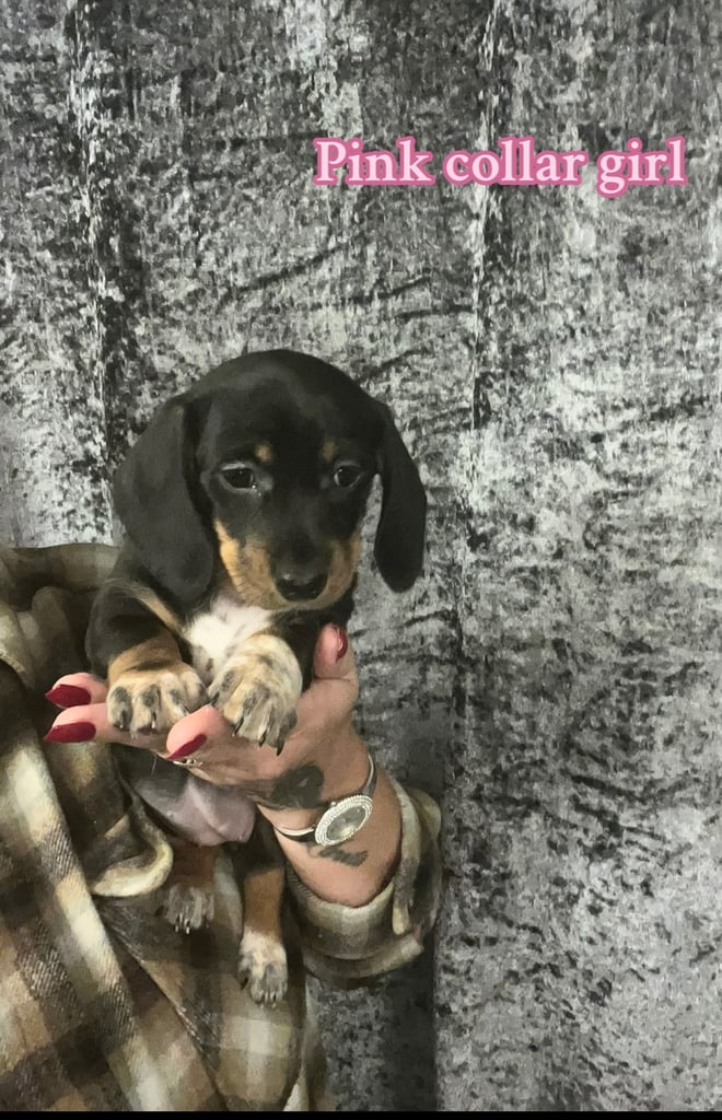 Beautiful miniature dachshunds READY NOW !!