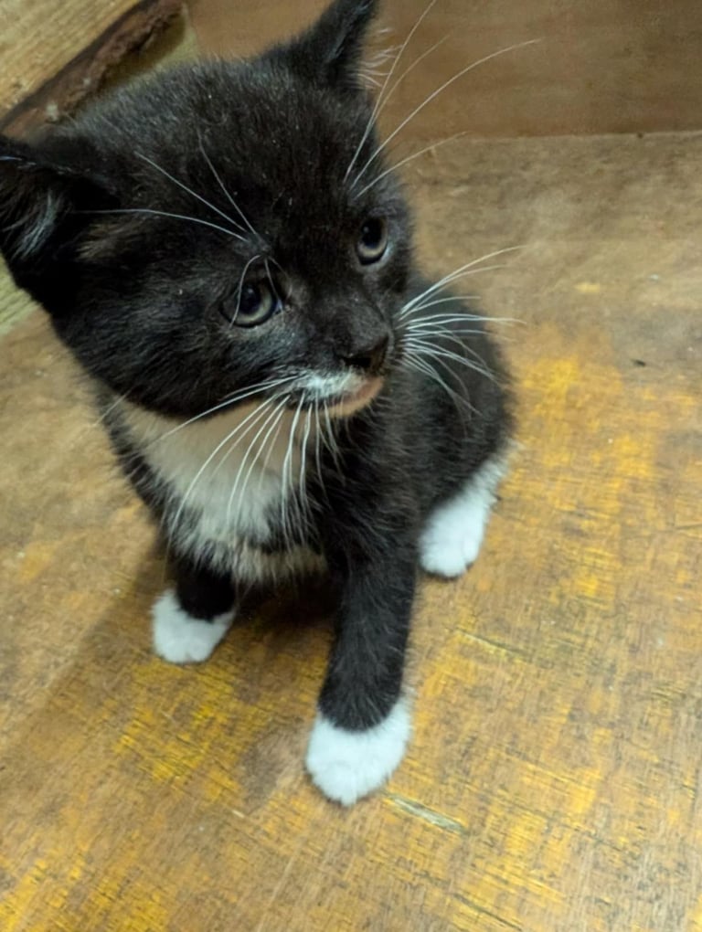 Kittens looking for forever homes 