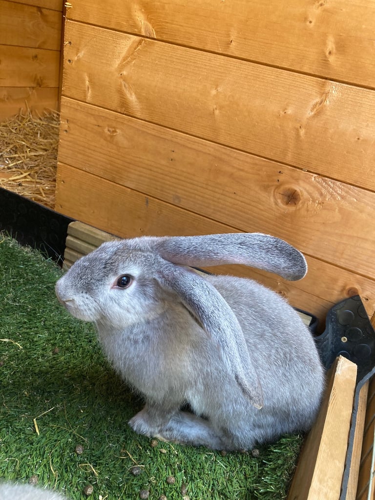 Continental Giant Blue Flemish Giant For Sale Baby Continental