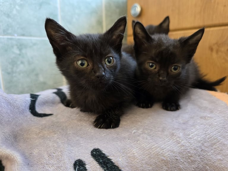 Beautiful kittens ready for there forever homes..