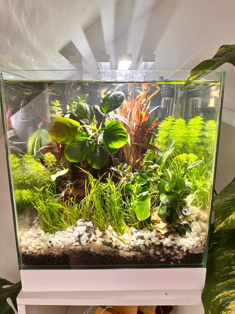 image for 25 litre full set up planted tank fish and filter set