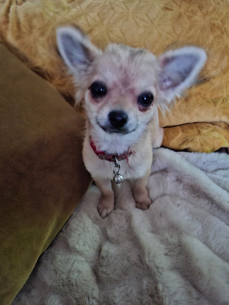 Chihuahua 