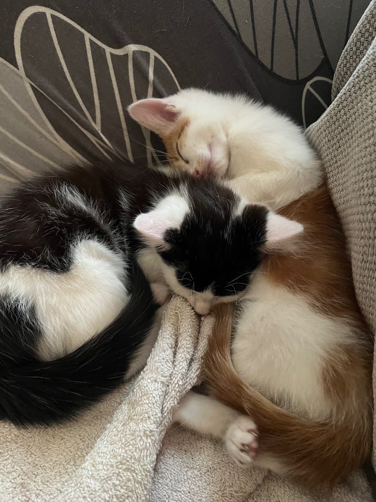 image for Kittens for sale 