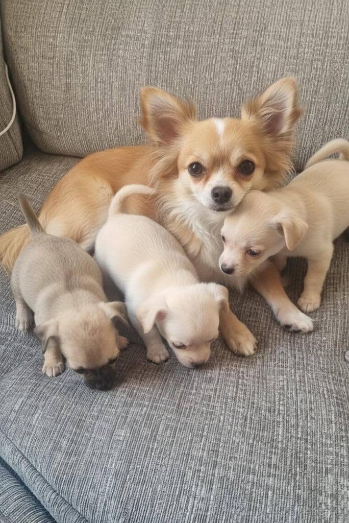 Chihuahua puppies
