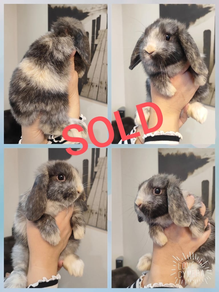 mini lop and mini lop lion head 