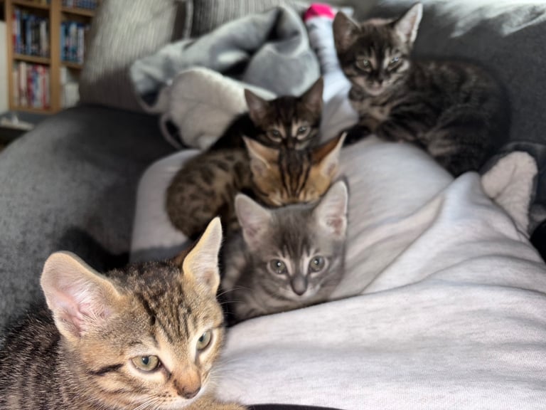 Russian Blue Bengals for Sale