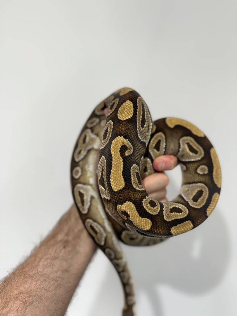 Royal Pythons 
