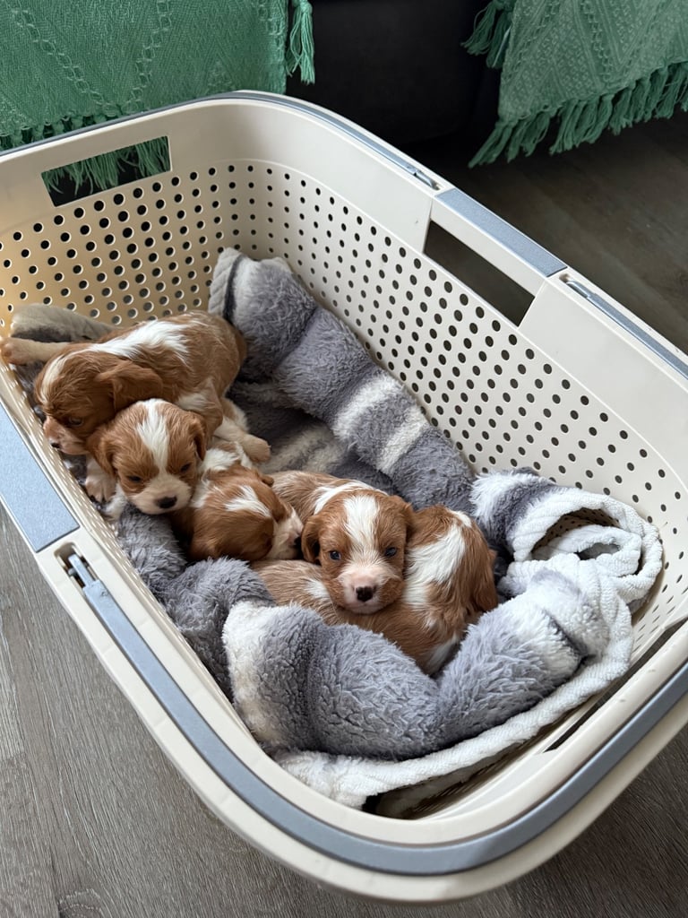 King Charles puppies only 3boy left 