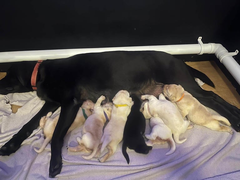 Puppy male ready for his new home