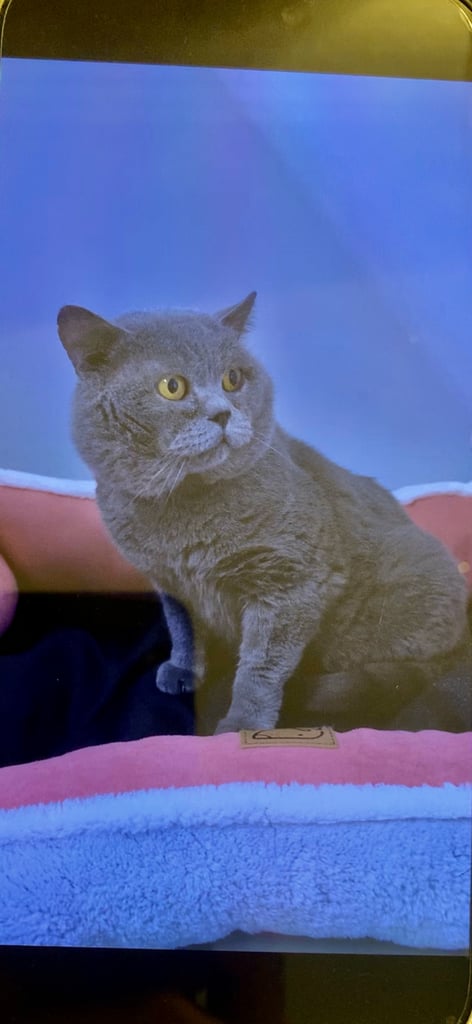 image for 2 female cats and 1 male British shorthair and 1 kitten persian cross British shorthair