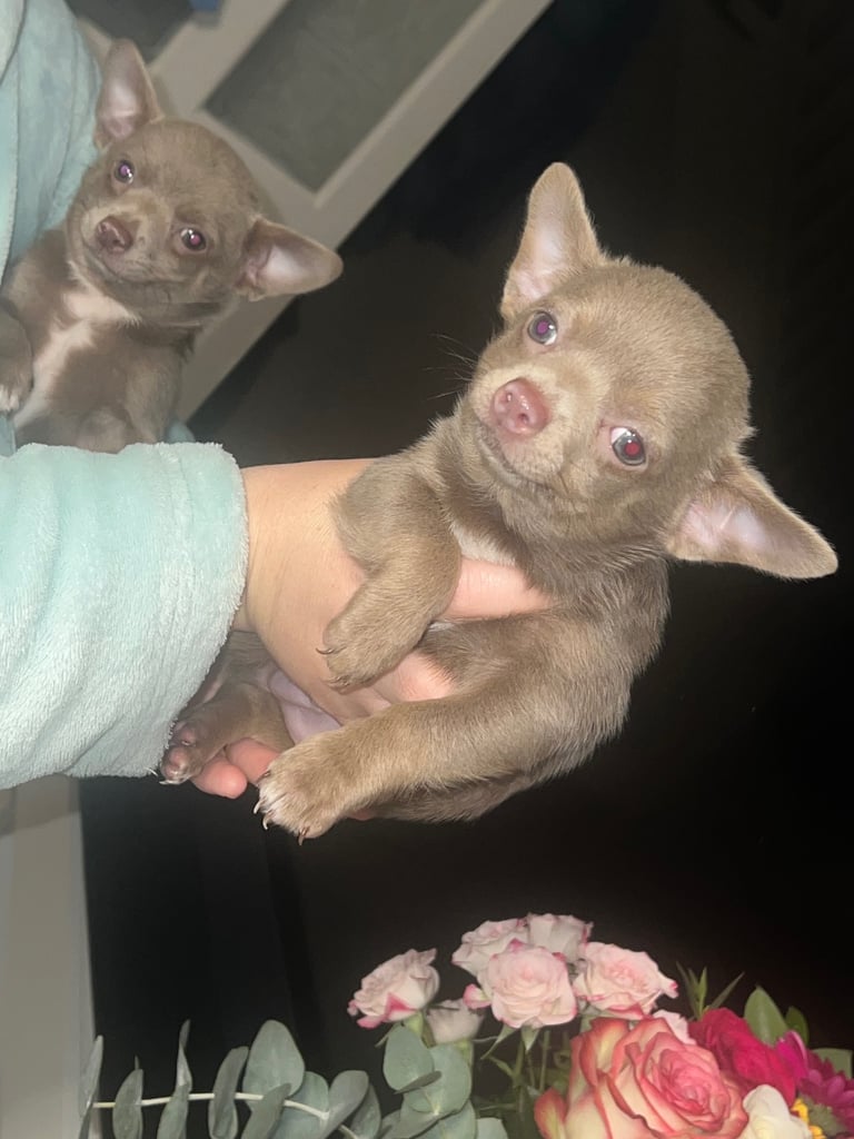 Chihuahua puppy’s 