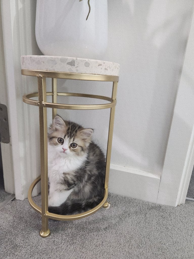 Pure persian doll face chinchilla kitten 