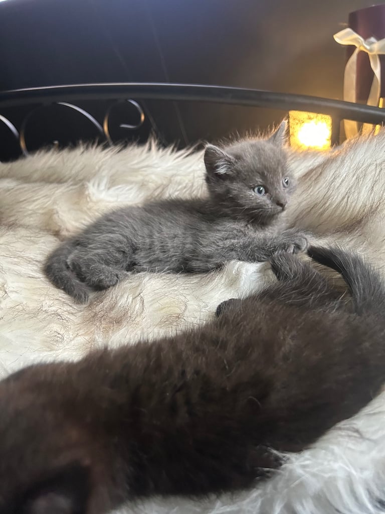 two beautiful kittens
