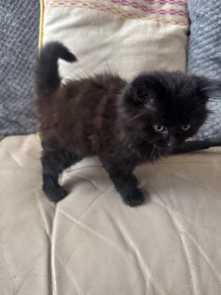 Black Fluffy Kitten