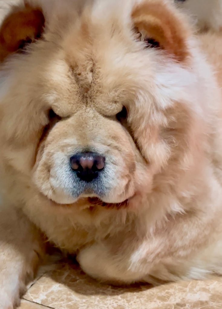 🩷 GORGEOUS KC FEMALE CHOW FOR SALE!!!! 🩷