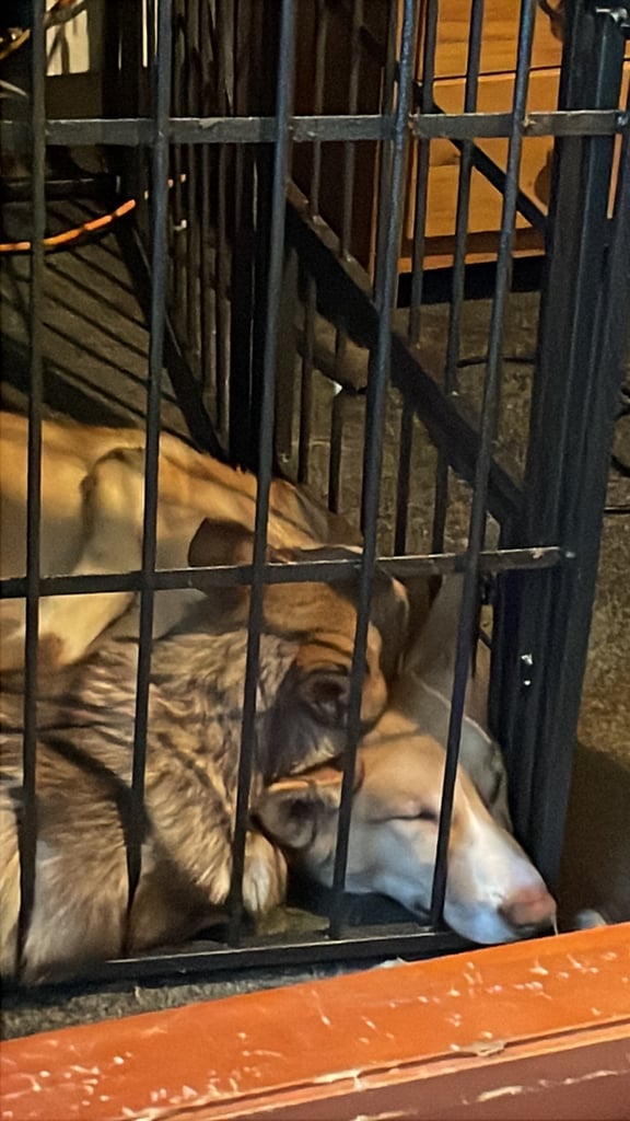 Puppy for sale