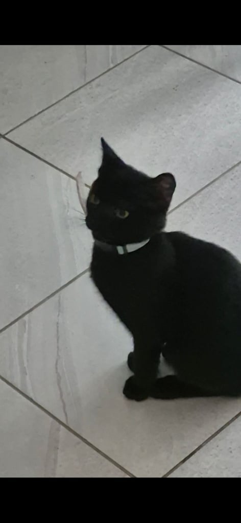 image for 3 month old kitten 