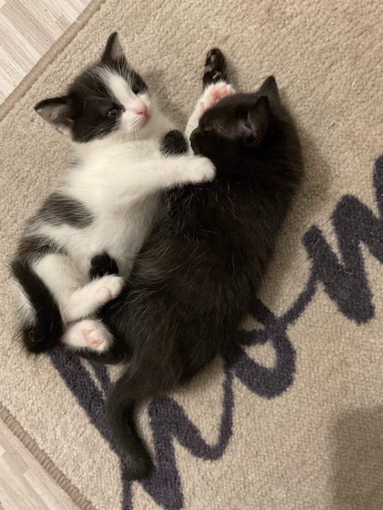 2 beautiful female kittens for sale 