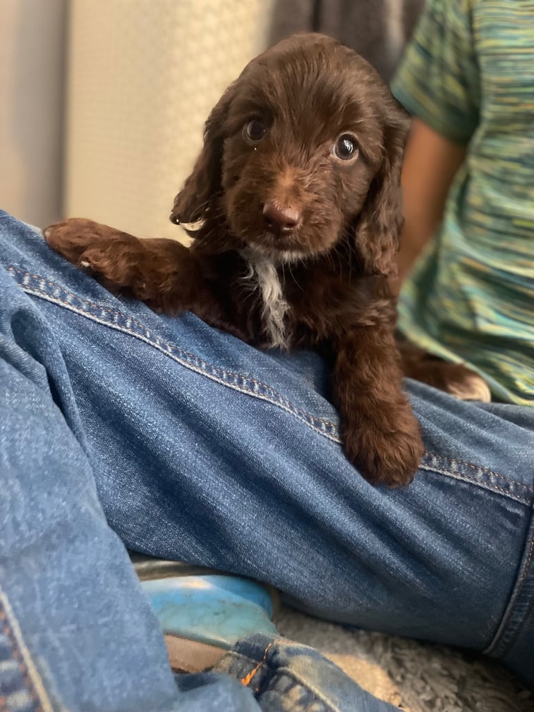 F1 cockapoos for sale