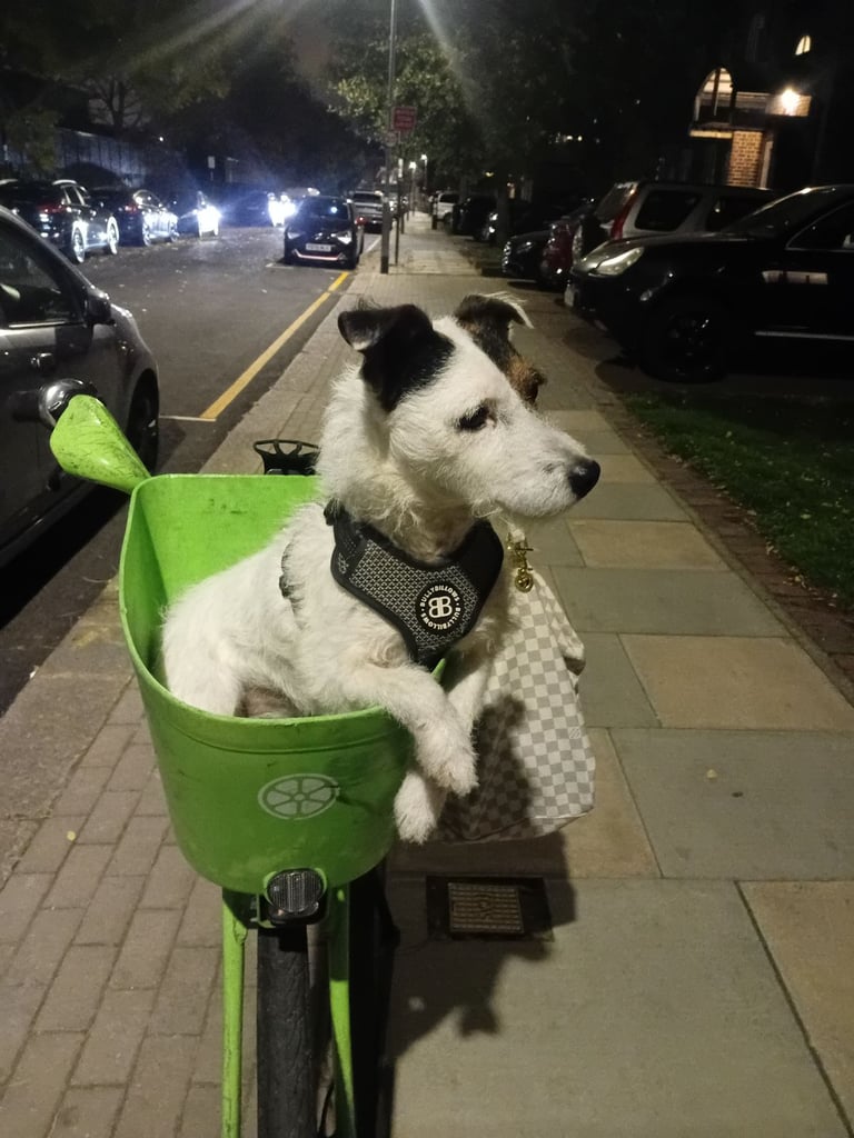 Jack Russell terrier