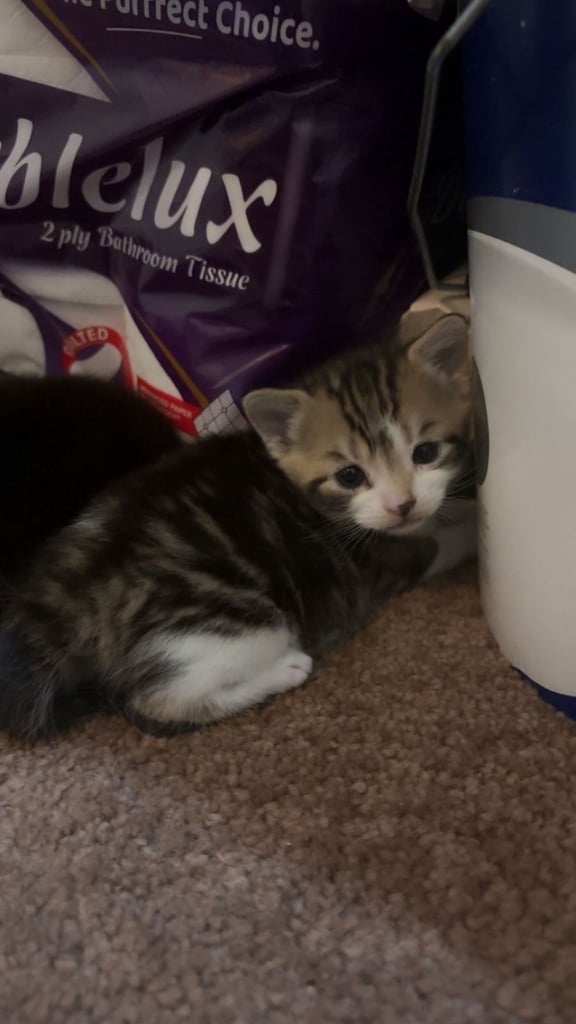 Kittens 