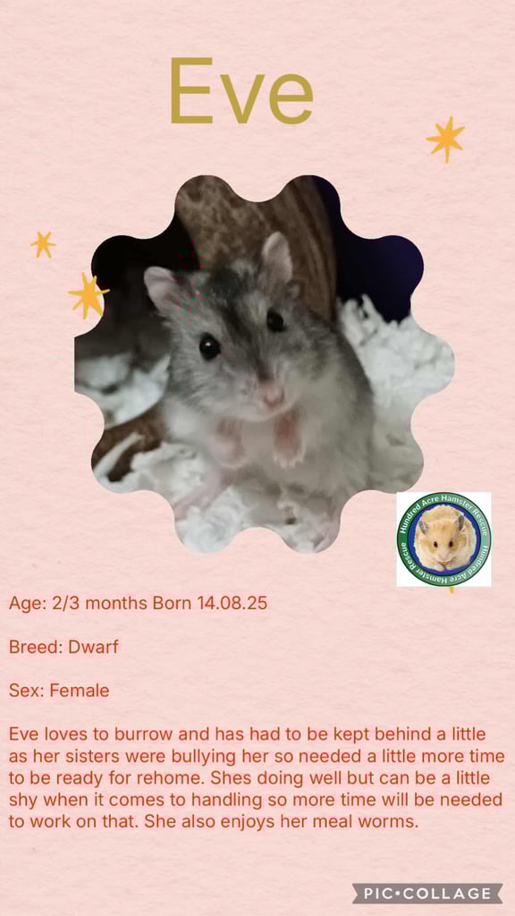 image for Hamsters 