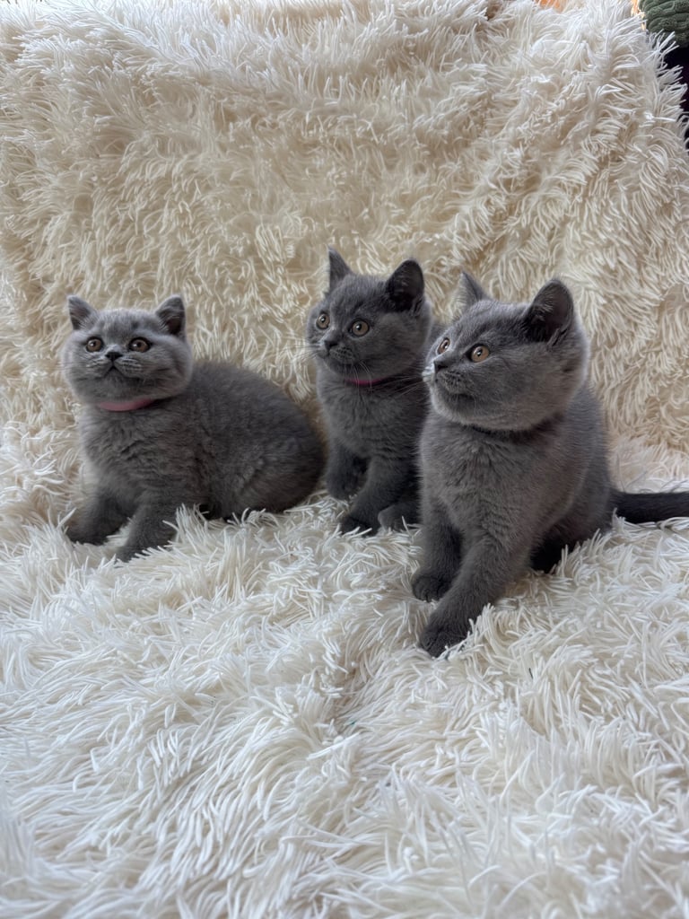 Cats Kittens for Sale in York, North Yorkshire Gumtree