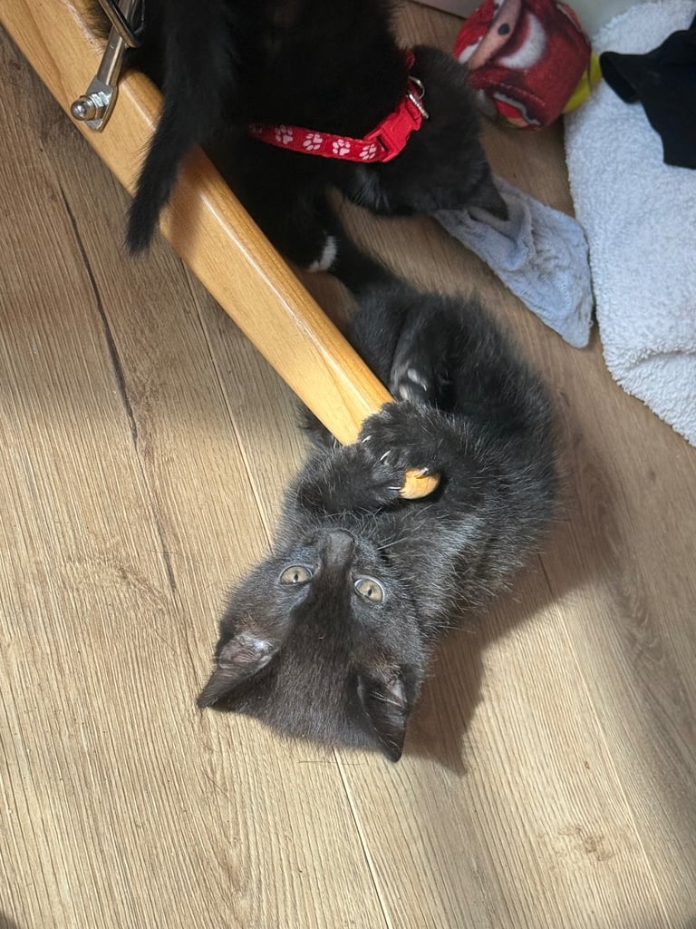 5 kittens for sale 4 girls 1 boy