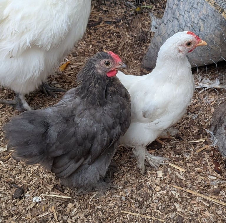 image for Pekin Bantam cockerels 