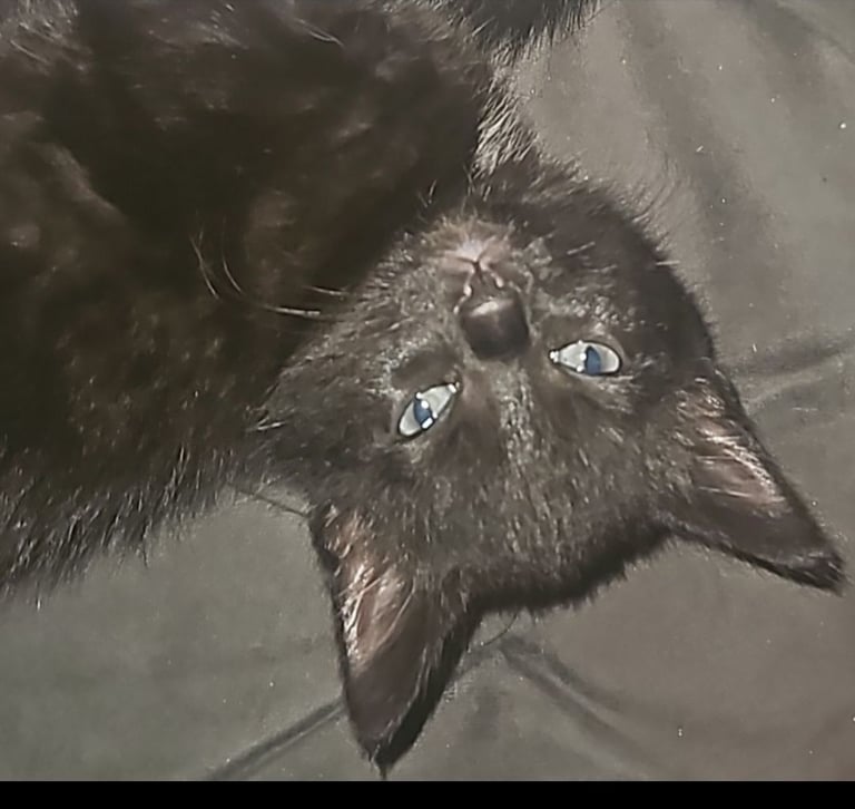 Black kittens for sale 