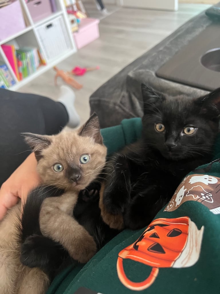 Ragdoll mix (available Now) reserved 