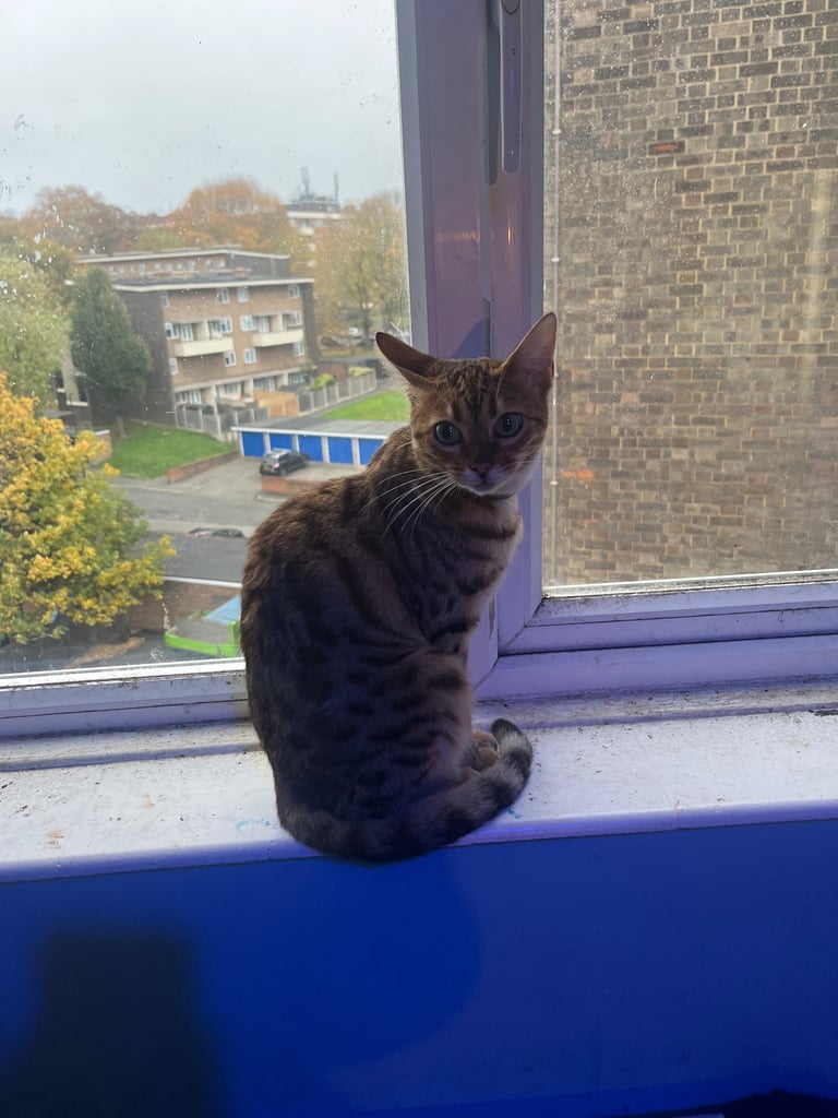 Full pedigree female bengal f4 cat 1 years old price negotiable 