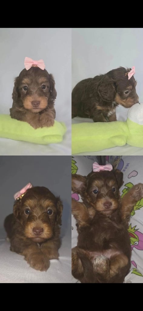 BEAUTIFUL PRA clear F1 Doxiepoo's mini dachshunds toy poodle cross 