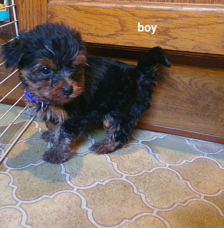 Yorkshire terrier puppies 