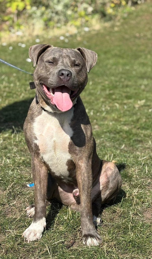Male Staffie