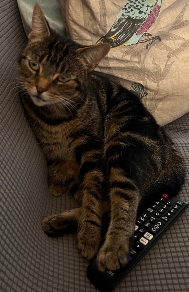 Missing cat Coleraine 