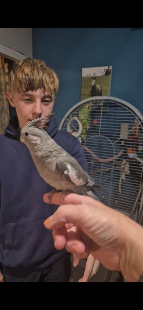 Silly tame cockatiels