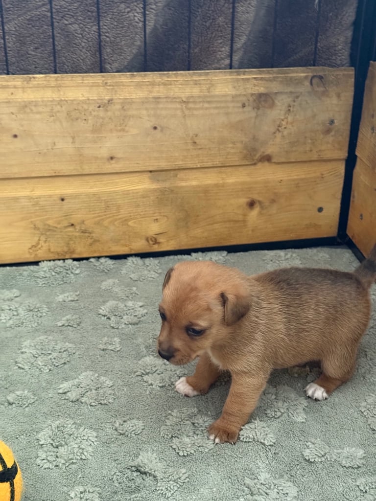 Miniature Jack Russell Pups