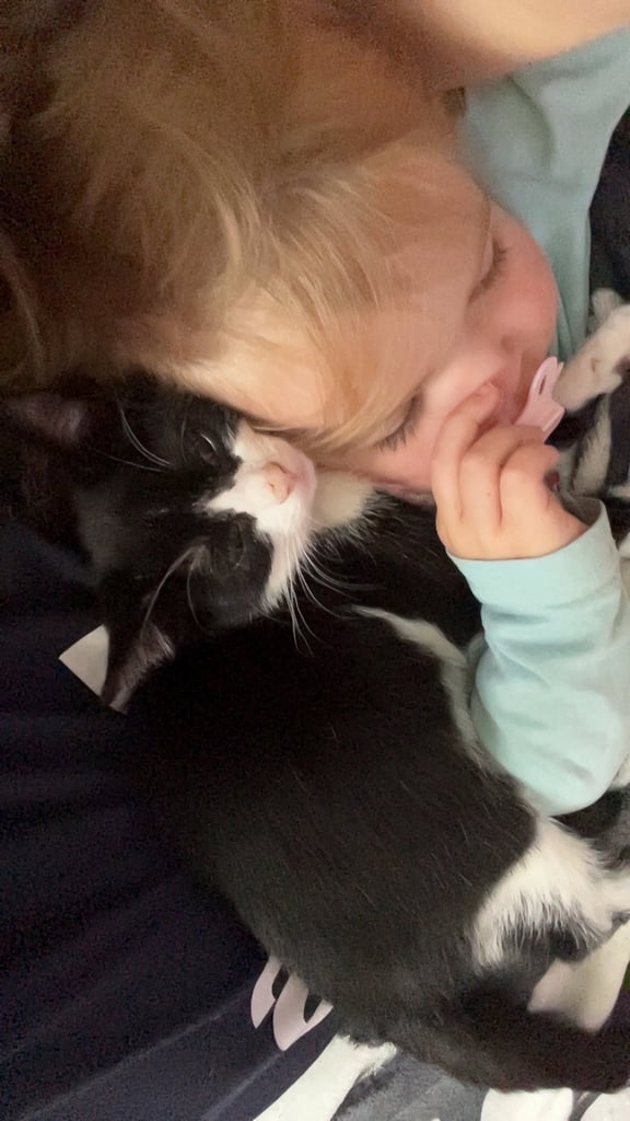 Female kitten 