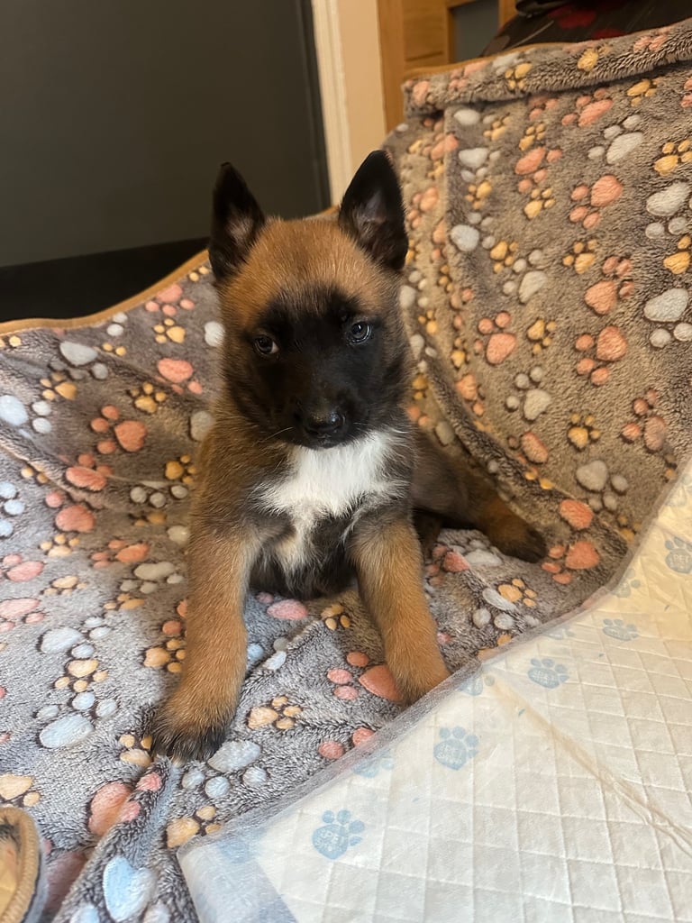 🚨 Exceptional Belgian Malinois Puppies! 🚨