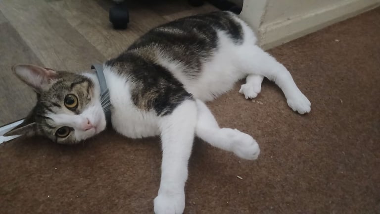 2 female  cats looking for rehoming 