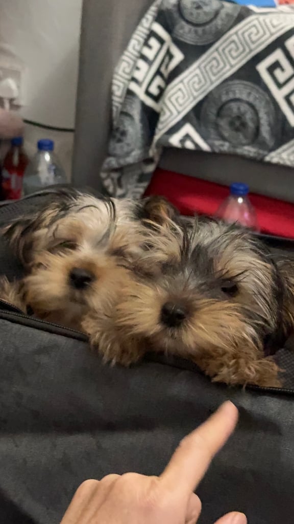 Adorable Yorkshire Terrier girl puppies