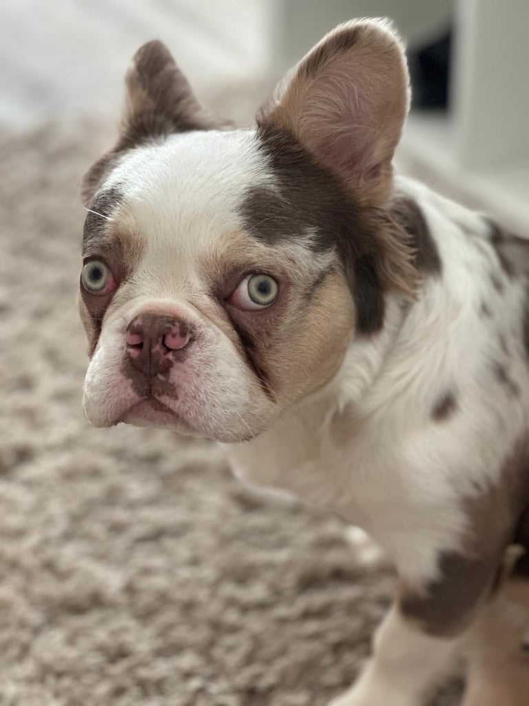 Beautiful French bulldog puppy looking for a loving home 