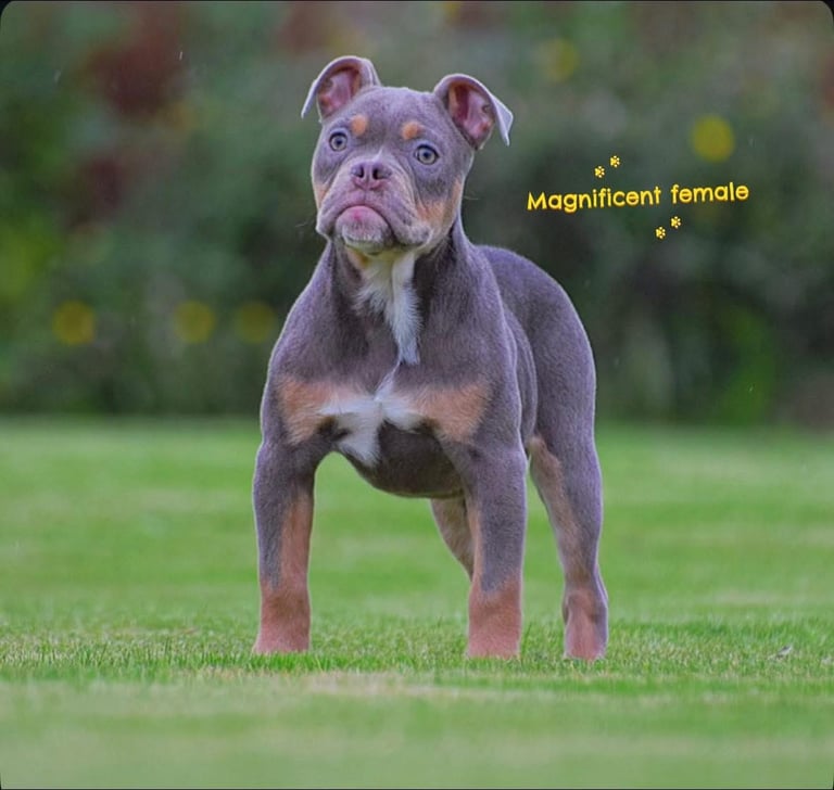 Council approved 5 star rated licensed, old tyme bulldog / olde English bulldog