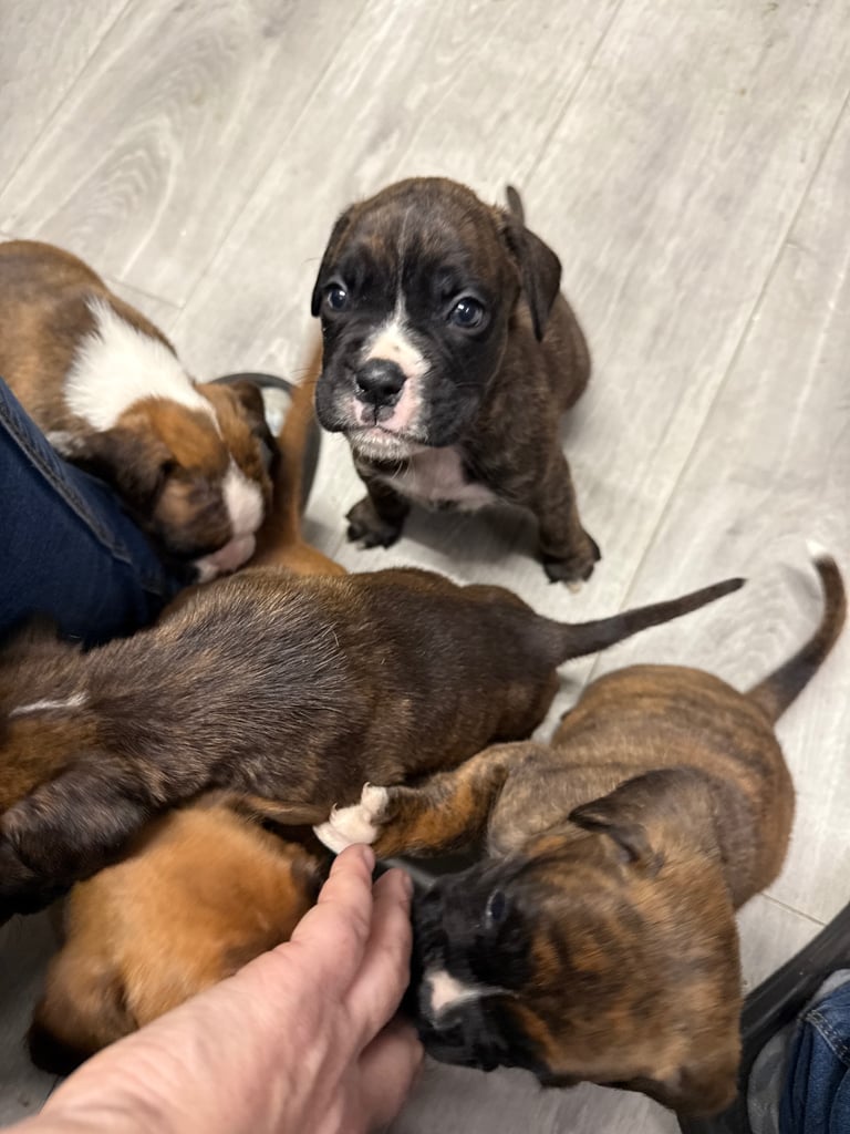 Beautiful boxer puppies 