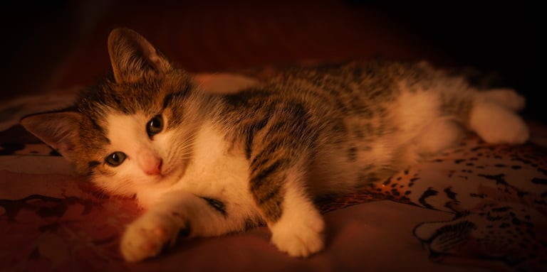 Cute tabby kittens
