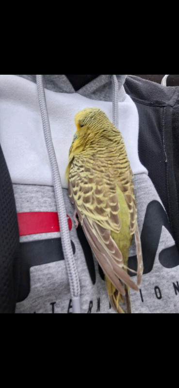 Hand Tame Budgies 