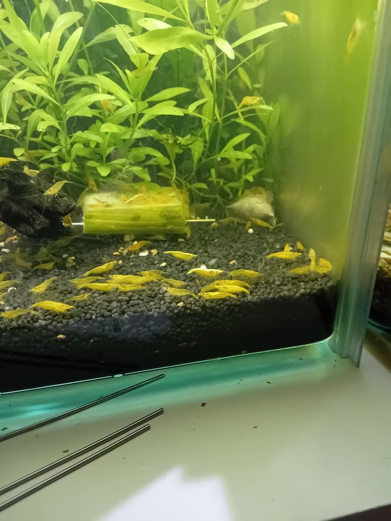 Yellow goldback shrimp